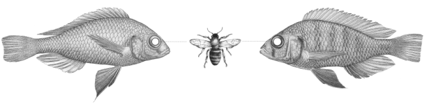 Perch-Looking-at-Fly.png - Click image for larger version  Name:	Perch-Looking-at-Fly.png Views:	1 Size:	58.2 KB ID:	75960