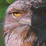 Frogmouth